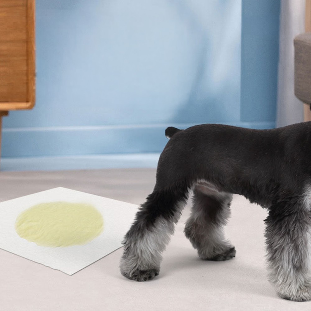 PETBEST Pet Disposable Urine Absorbent Pads - JIJI.SG